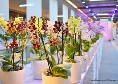 Bij Sion konden bezoekers op de kwekerij zelf een kijkje nemen wat daar allemaal geteeld wordt.